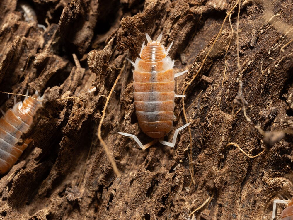 "Red Koi" Isopods (Porcellionoides pruinosus)