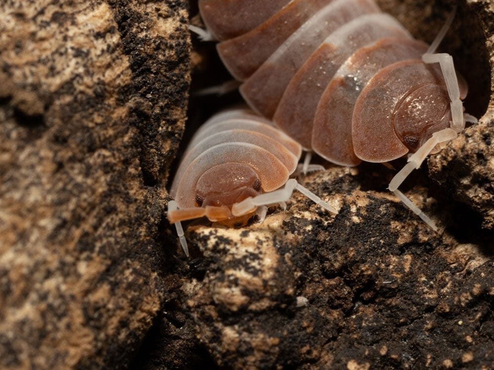 "Red Koi" Isopods (Porcellionoides pruinosus)