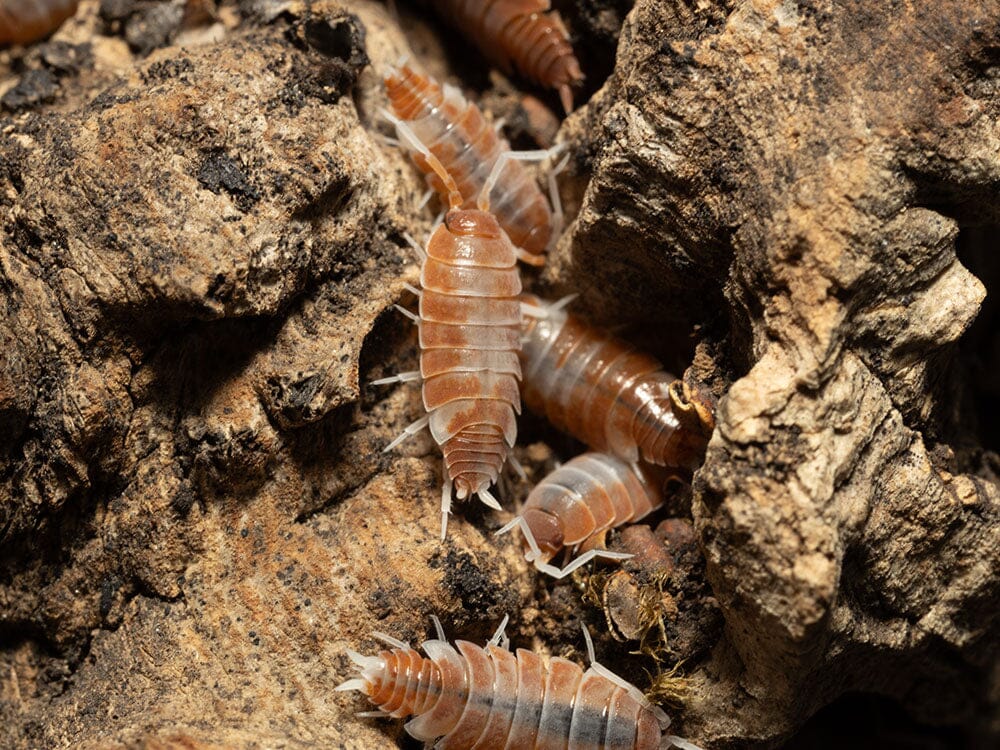 "Red Koi" Isopods (Porcellionoides pruinosus)