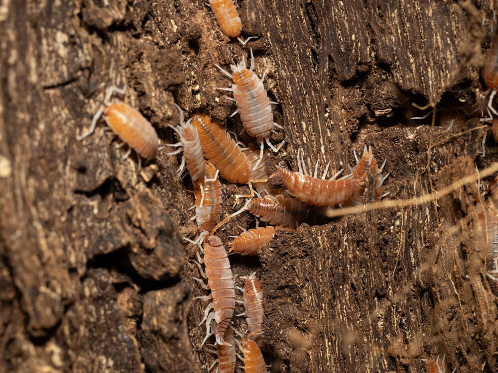 "Red Koi" Isopods (Porcellionoides pruinosus)