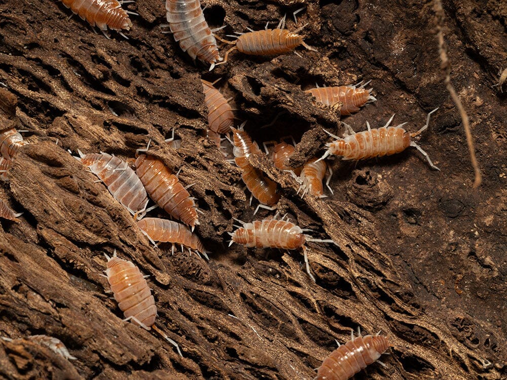 "Red Koi" Isopods (Porcellionoides pruinosus)