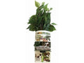 Magnaturals Lg Hanging Jungle