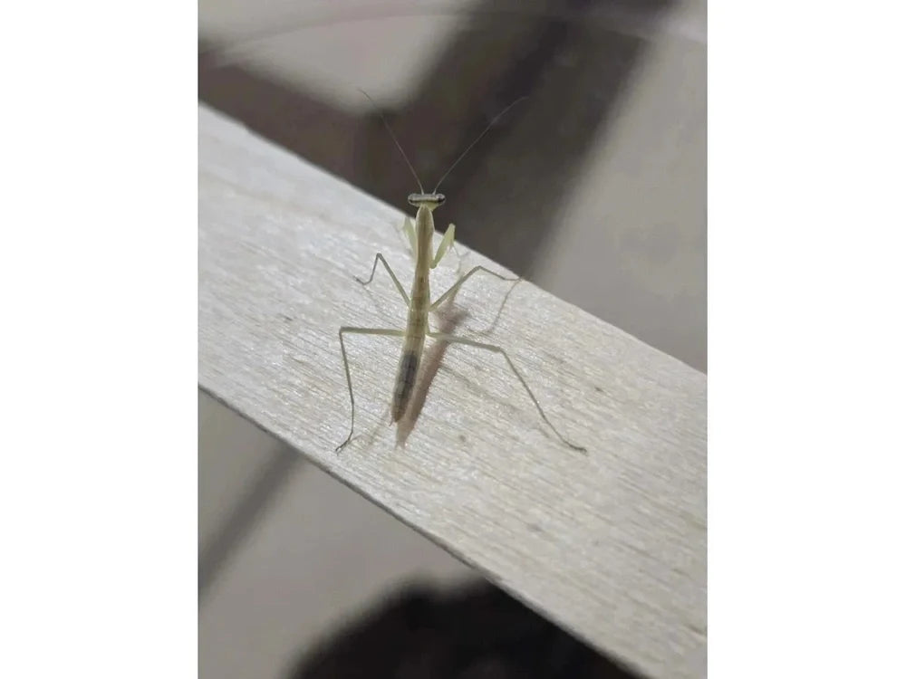 Chinese Praying Mantis (Tenodera sinensis)