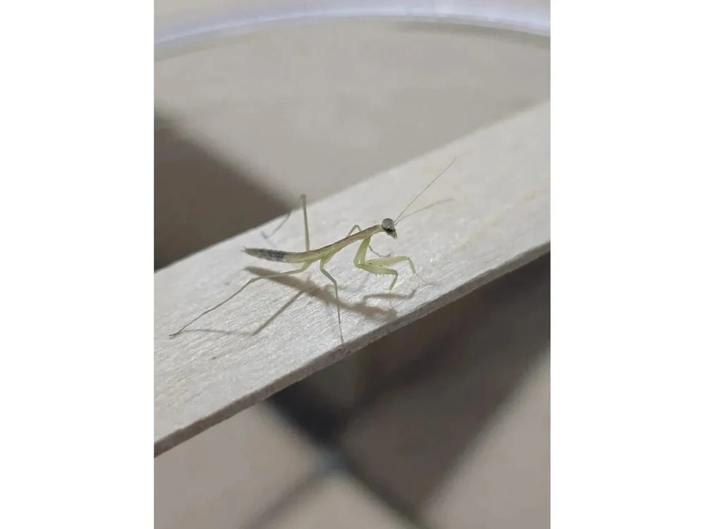Chinese Praying Mantis (Tenodera sinensis)