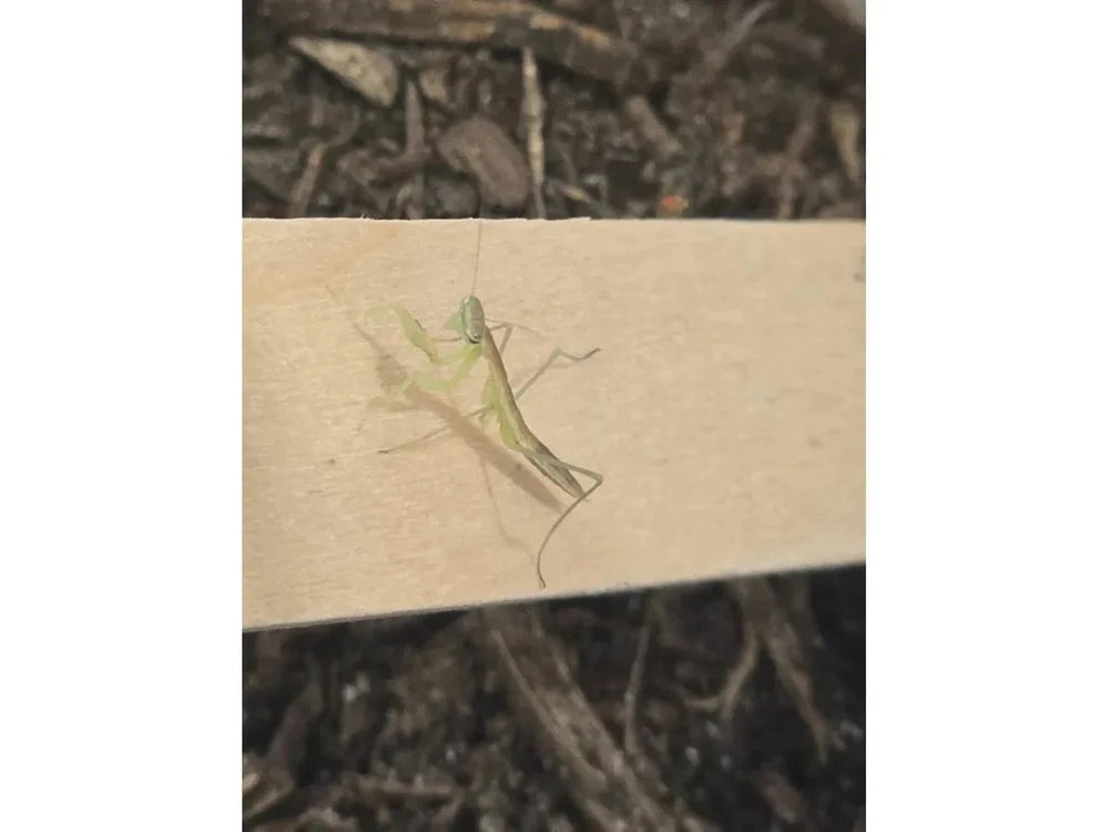 Chinese Praying Mantis (Tenodera sinensis)