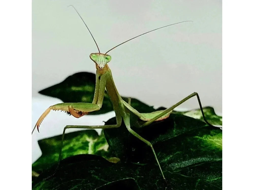 Chinese Praying Mantis (Tenodera sinensis)