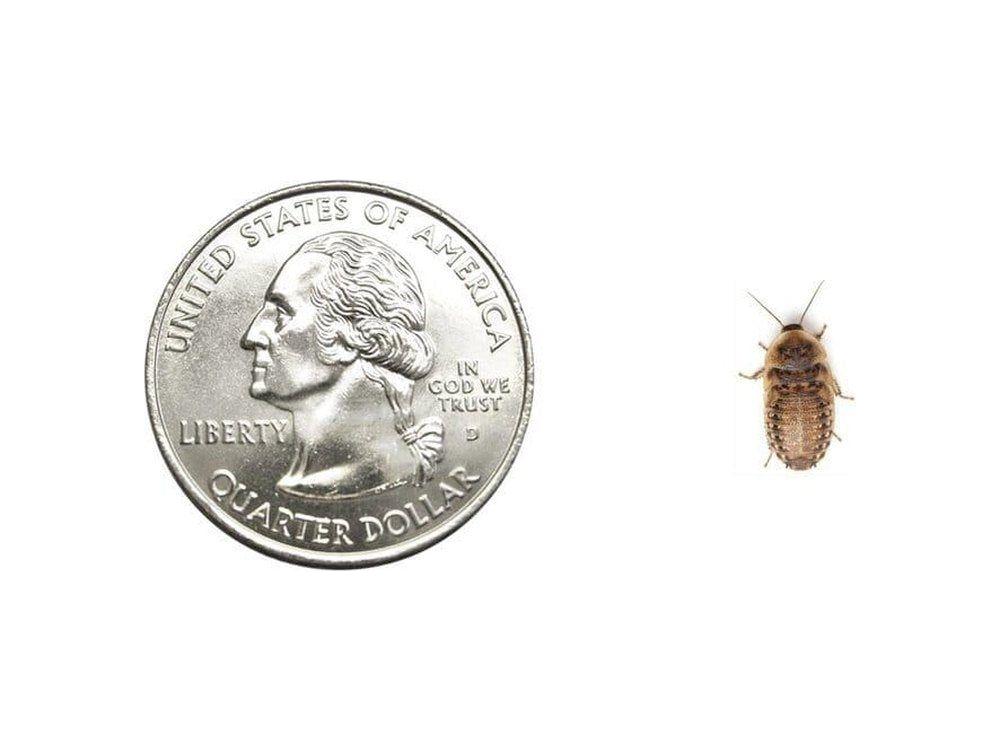 Small 3/8" Dubia FREE SHIPPING