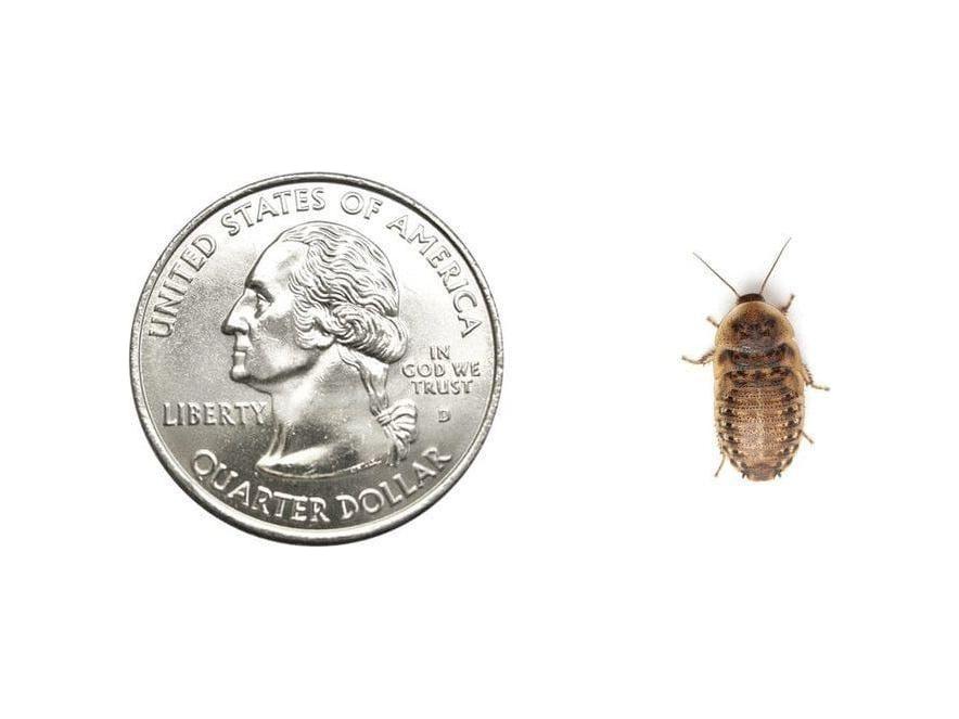 Small 1/2" Dubia