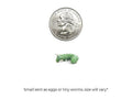 Small Hornworms FREE SHIPPING