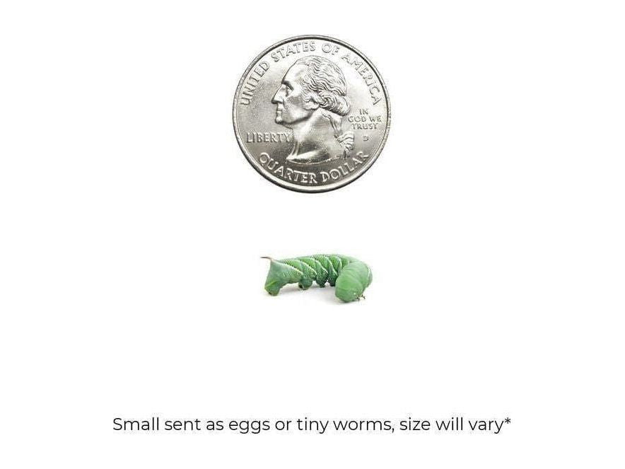 Small Hornworms FREE SHIPPING