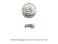 Hornworms