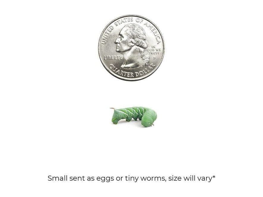 Hornworms