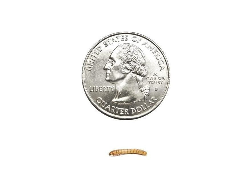 Small Mealworms