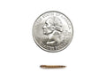 Small Superworms