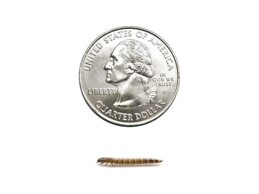 Small Superworms