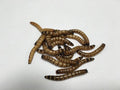 2000 ct Superworms