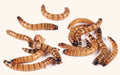 Live Superworms For Sale - Free Shipping