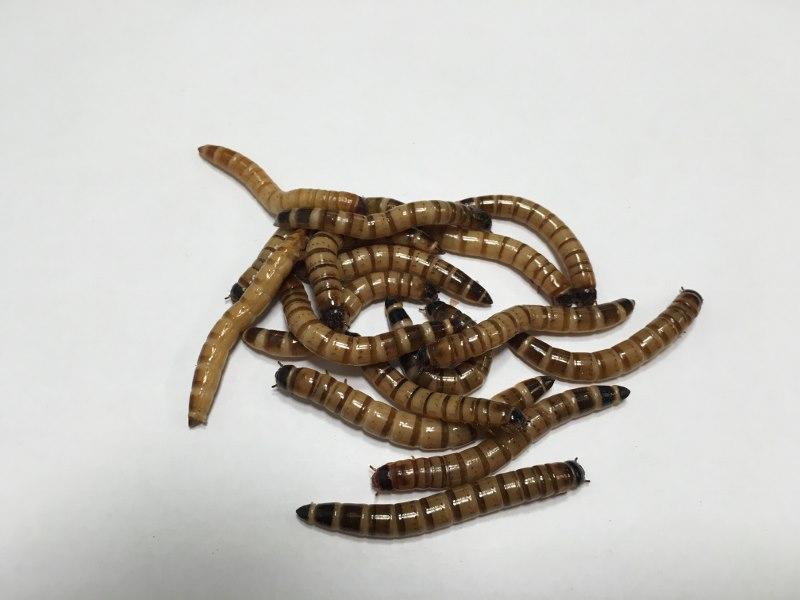 4000 ct Superworms
