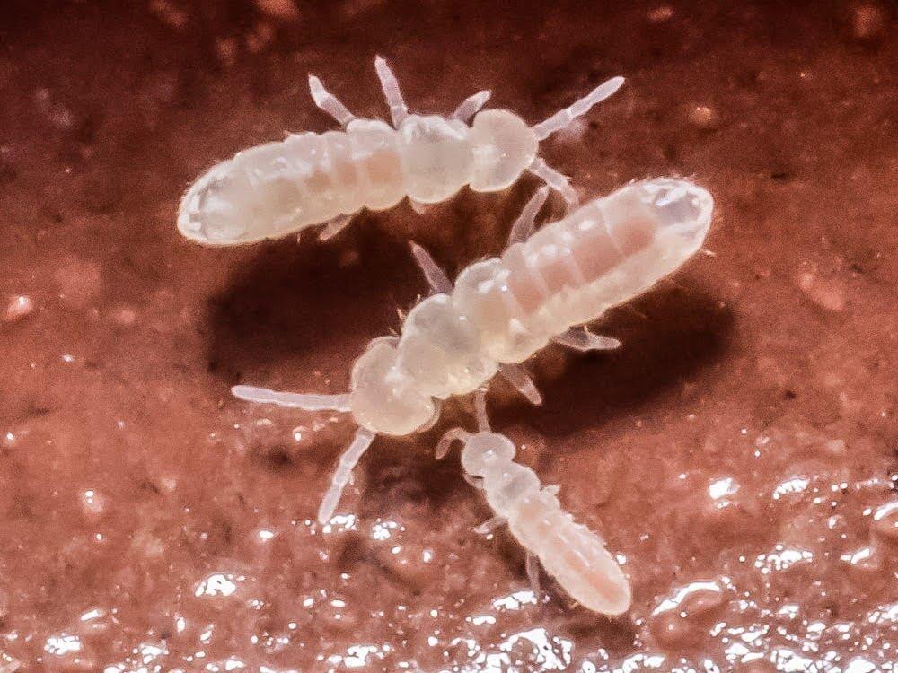 Temperate White Springtail Starter Culture (Folsomia Candida)