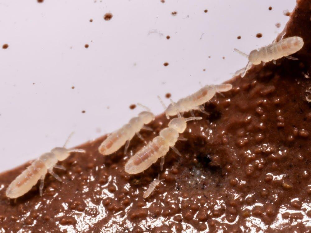 Temperate White Springtail Starter Culture (Folsomia Candida)