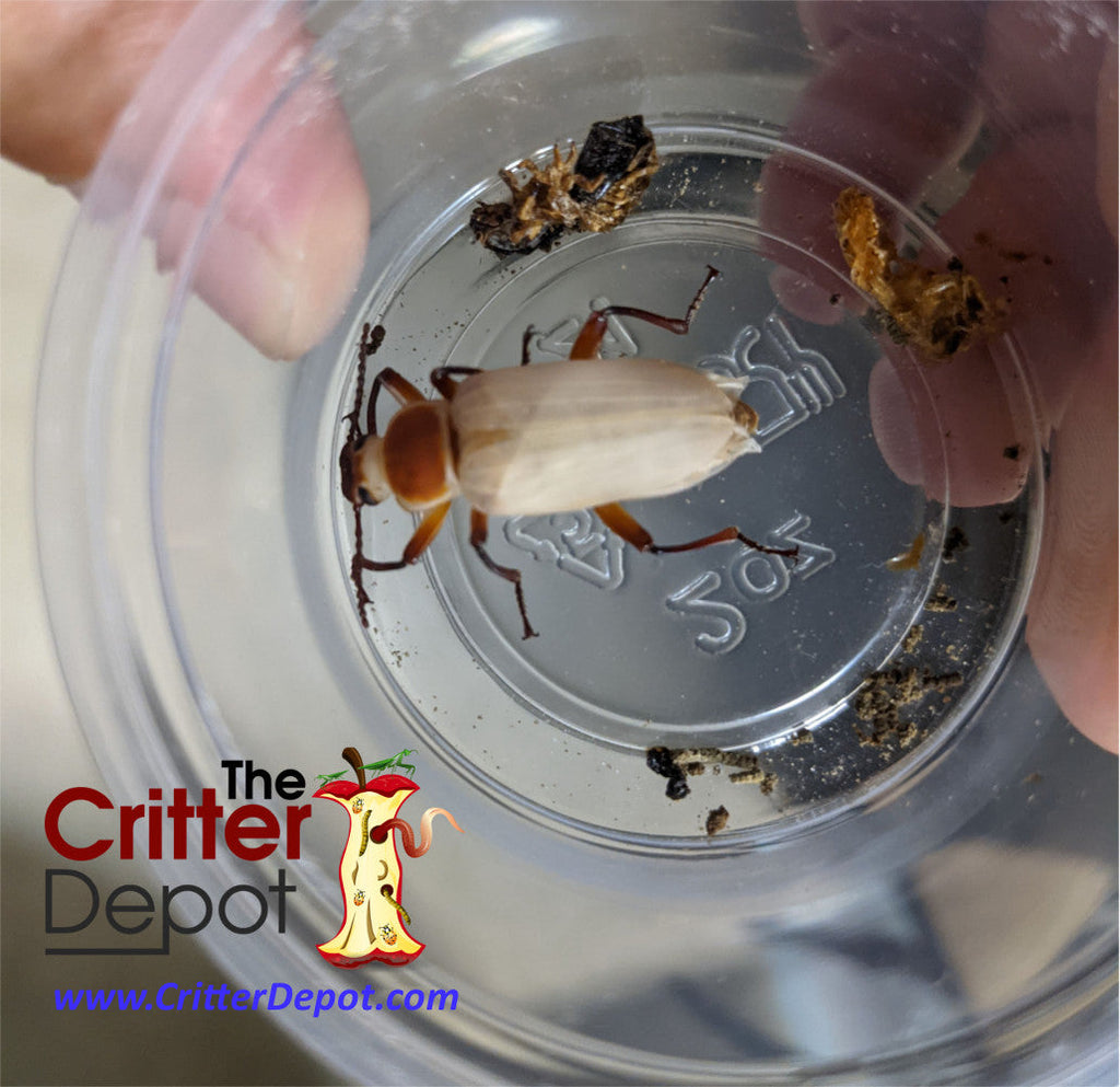 Live Superworms For Sale - Free Shipping