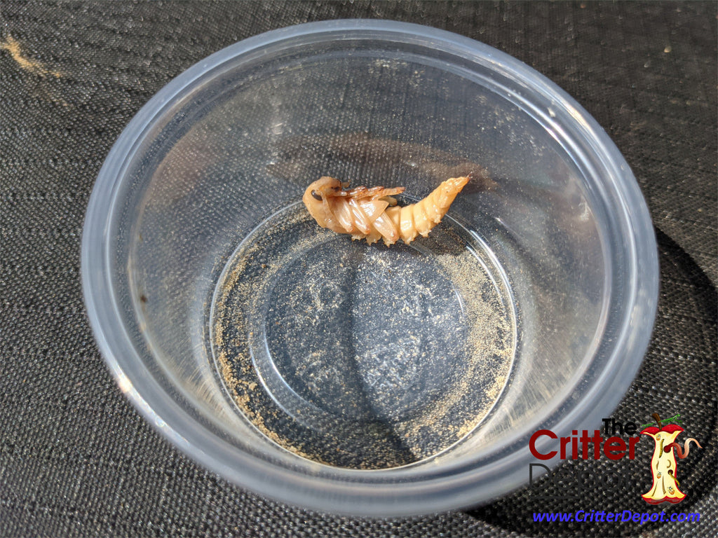 Live Superworms For Sale - Free Shipping